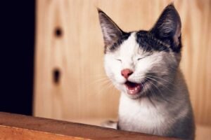 9 chistes de animales para niños, cortos y divertidos