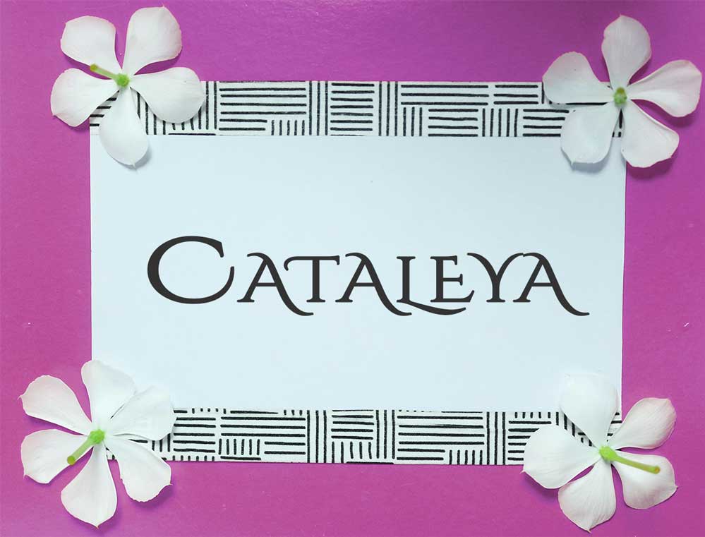 Lee más sobre el artículo Cataleya